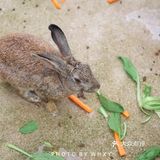 长兴开元芳草地乡村酒店| 杭州周边的世外桃源