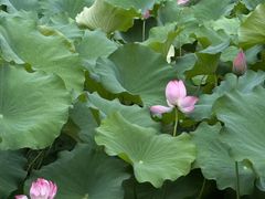 -华雅花园大酒店