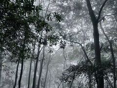-午潮山国家森林公园