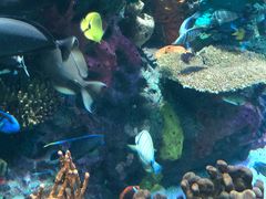 -瑞普利水族馆