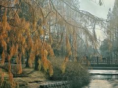 -上海滨江森林公园