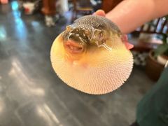 -沈灶河豚宴·河豚融合餐厅(汉中路店)