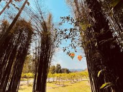 -中国科学院西双版纳热带植物园