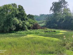 -南宁良凤江国家森林公园