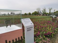 -荷兰花海