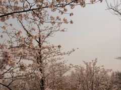 -顾村公园