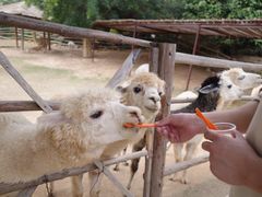 -泉州海丝野生动物世界