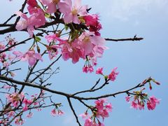 -天适樱花悠乐园