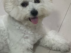 -乐琪宠物医院·犬猫专科·骨外科·急重症