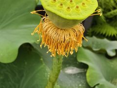 -莲花池公园