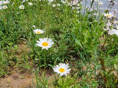 -杭州湾海上花田景区