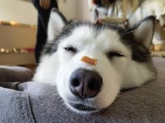 -Husky Go! 哈士奇体验馆·宠物咖啡厅狗咖