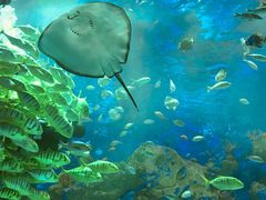 -芜湖新华联大白鲸海洋公园