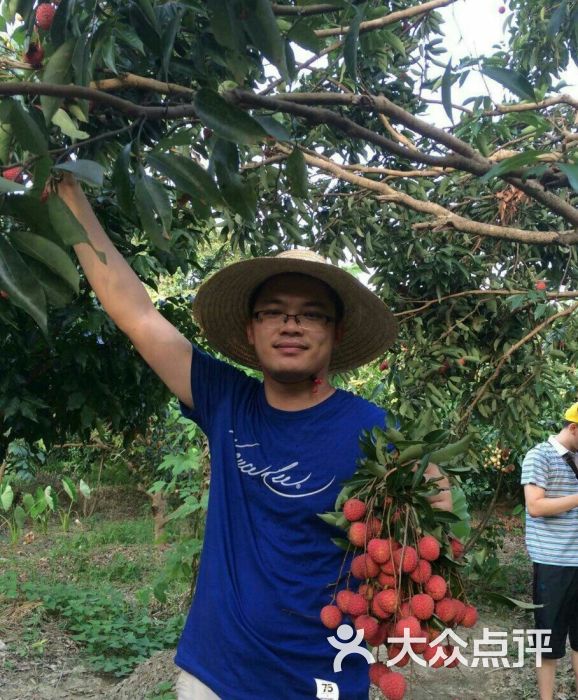 塘朗山荔枝林图片 