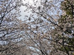 -高东镇樱花园