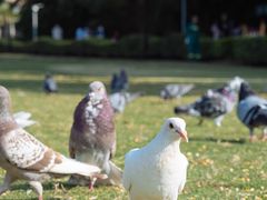 -白鹭洲公园