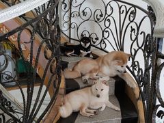 -喜柴咖啡·柴犬狗咖