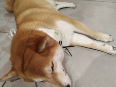 -柴务处·柴犬主题狗咖