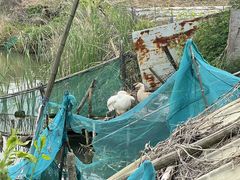 -贡湖湾湿地公园