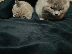 -宠爱国际动物医院·消化内科·心肾内科·ISFM猫友好(望京店)