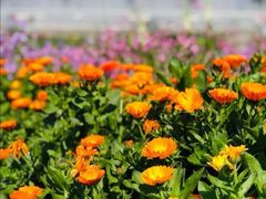 -前小桔亲子创意农场·草莓采摘·露营烧烤