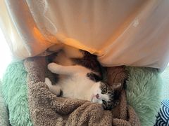 -佳雯宠物医院·皮肤科·内外科(春晓路分院)