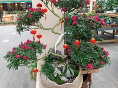 -荷兰花海