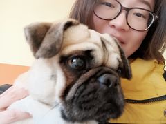 -喜柴咖啡·柴犬狗咖