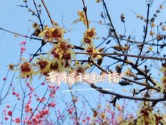 -八大山人梅湖景区