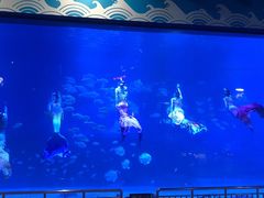 -烟台海昌鲸鲨海洋公园