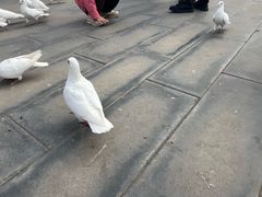 -天津妈祖文化园