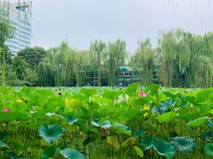 -莲湖公园