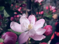 -海棠花溪(元大都城垣遗址公园)