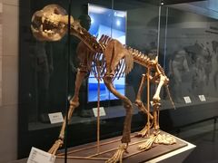 -北京周口店北京人遗址博物馆