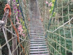 -西双版纳原始森林公园