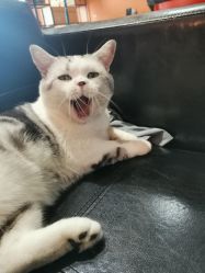 -众刺纹画·纹身·穿孔饰品·海娜定制