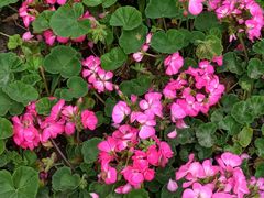 -上海市控江中学