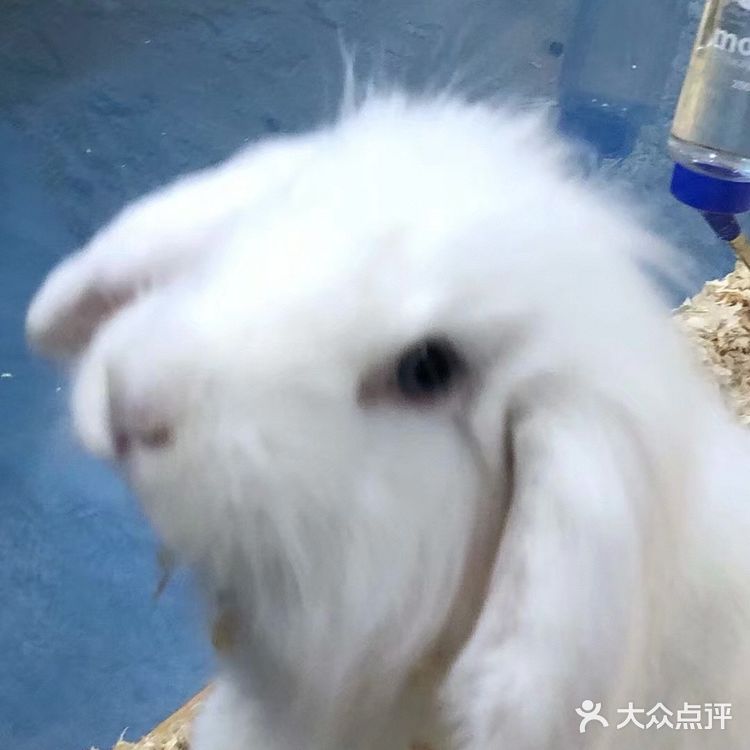 想要带回家的小可爱们！[鬼脸]