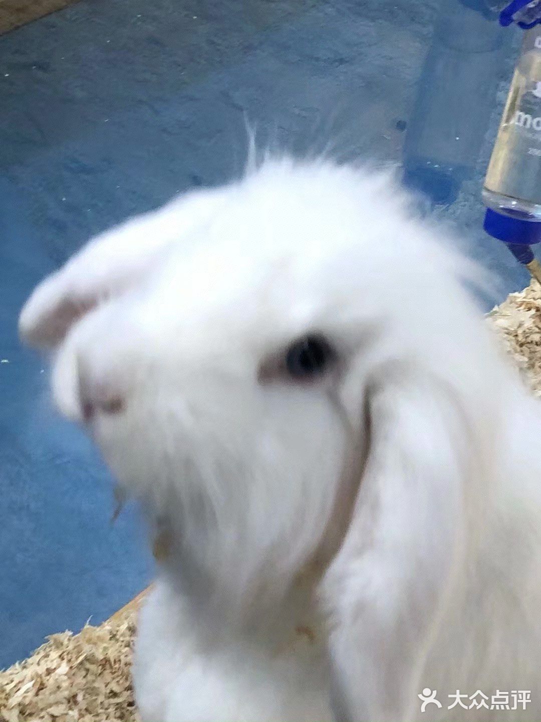 想要带回家的小可爱们！[鬼脸]