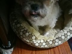 已经痊愈在家的小乖-北京派仕佳德动物医院·超导核磁·CT·神经科·骨科·内外科·急重症管理中心