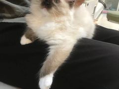 -lincat·猫舍(广州店)