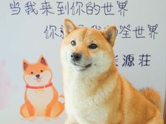 -柴源莊·柴小宠柴犬咖啡