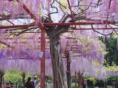 -嘉定紫藤园