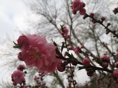 -海棠花溪(元大都城垣遗址公园)