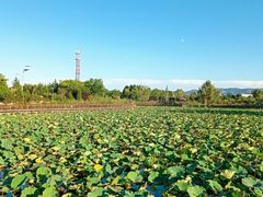 -羊亭河湿地公园