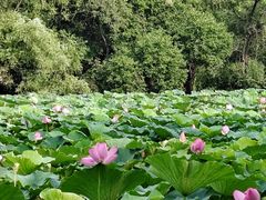 -北陵公园