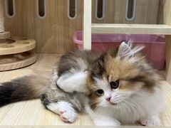 -上海尚嘉中心