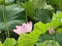 -宝岛公园