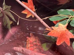 -上海海洋水族馆