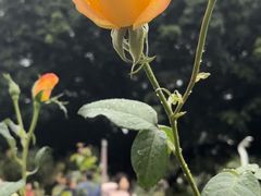 -人民公园(罗湖区)